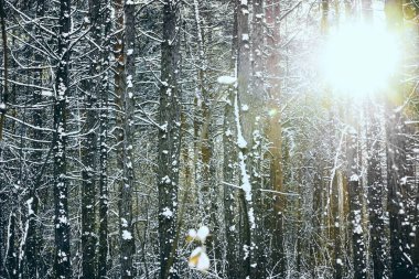 Karla kaplı bir ormanda çamlar. Gövdeleri ve dalları derin karda güneş ışığının arka planına karşı dalgalanıyor. güneş ışınları.