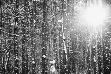 Karla kaplı bir ormanda çamlar. Gövdeleri ve dalları derin karda güneş ışığının arka planına karşı dalgalanıyor. güneş ışınları.