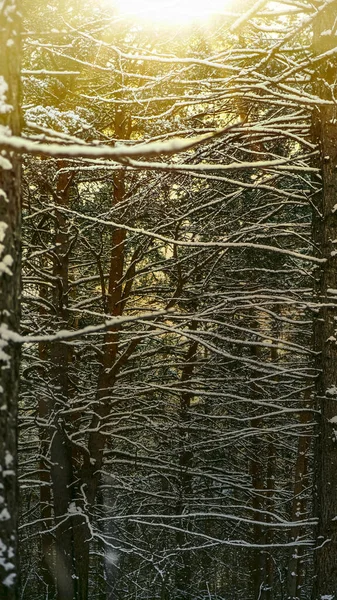 Dennen Een Besneeuwd Bos Trekken Golvende Takken Tegen Achtergrond Van — Stockfoto