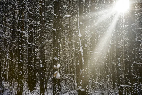 Sosny Pokrytym Śniegiem Lesie Kufry Pofalowane Gałęzie Tle Światła Słonecznego — Zdjęcie stockowe