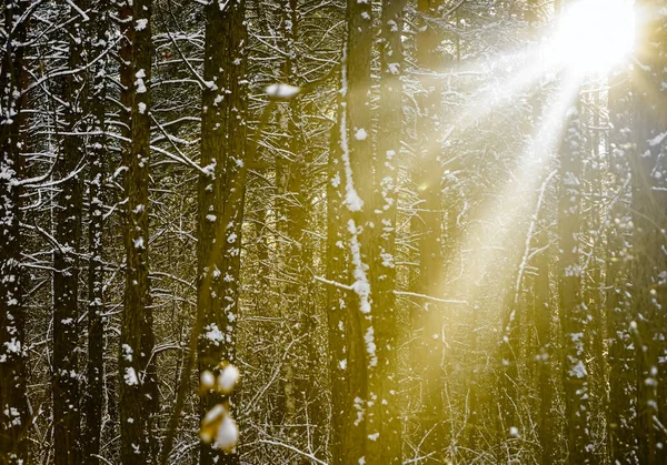 Pini Una Foresta Innevata Trunks Rami Ondulati Sullo Sfondo Della — Foto Stock