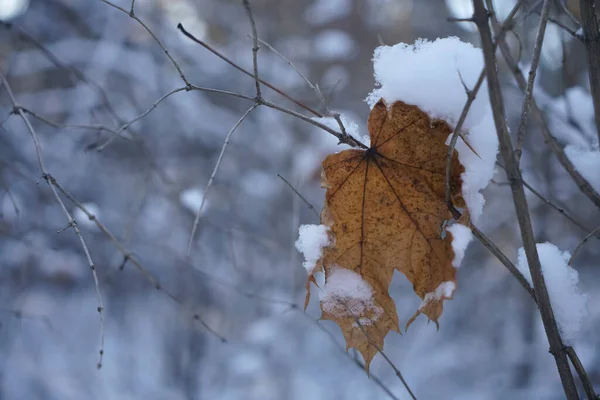 Ramo Con Una Foglia Marrone Fine Autunno Inizio Inverno Sotto — Foto Stock