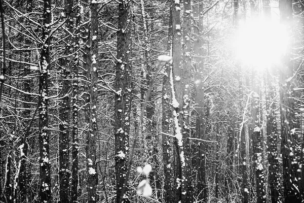 Pinhos Uma Floresta Coberta Neve Troncos Ramos Ondulados Contra Fundo — Fotografia de Stock