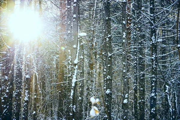 Kiefern Einem Verschneiten Wald Stämme Und Wellenförmige Äste Vor Dem — Stockfoto