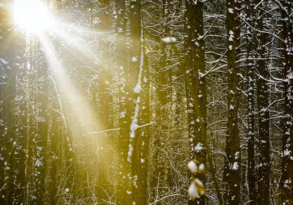 Pini Una Foresta Innevata Trunks Rami Ondulati Sullo Sfondo Della — Foto Stock