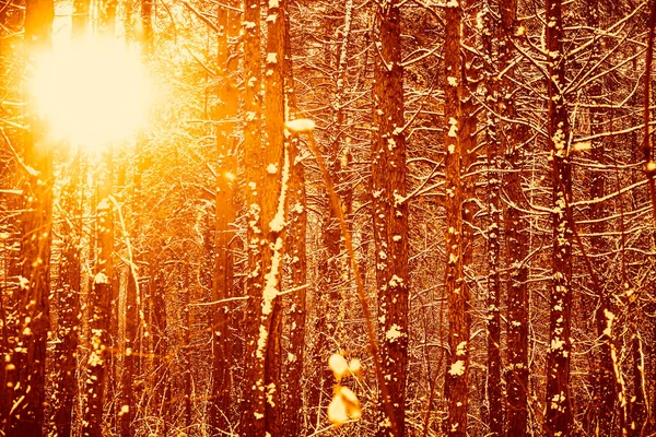Сосни Засніженому Лісі Стовбури Хвилясті Гілки Тлі Сонячного Світла Глибокому — стокове фото