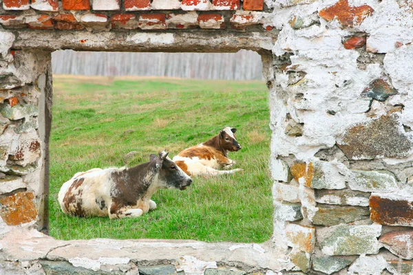 Evin Içinde Iki Inek Var Yeşil Çimen Alanı — Stok fotoğraf