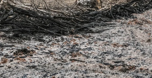 산불이 후에는 지르고 나뭇잎을 버렸습니다 자연재해의 방화와 지푸라기가 불타는 가까이 — 스톡 사진