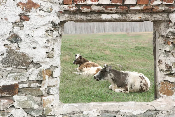 Two Cows House Green Grass Field — Φωτογραφία Αρχείου