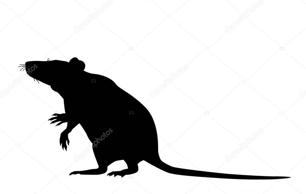 Black Mouse, rat linear icon. Rodent.  illustration. Pest. Contour symbol. Raster isolated outline drawing. isolated on white background.
