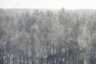 Karlı bir ormanda, siyah beyaz huş ağaçları. Kışın soğuk havalarda huş dalları buzla kaplıdır.