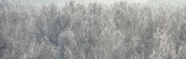 Björkar Snöig Skog Svartvitt Björkgrenar Täckta Med Frost Vintern Frostigt — Stockfoto