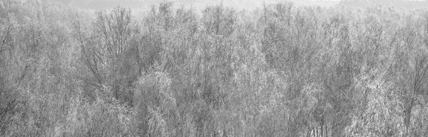 Betulle Una Foresta Innevata Bianco Nero Rami Betulla Coperti Gelo — Foto Stock