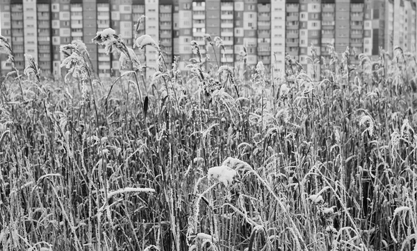 Edifici Erba Secca Ghiacciata Nel Campo Invernale Scena Urbana — Foto Stock