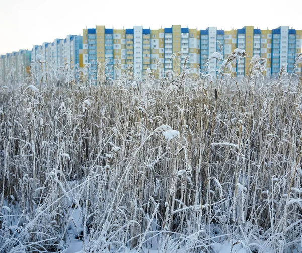 Будівлі Суха Морозна Трава Зимовому Полі Міська Сцена — стокове фото