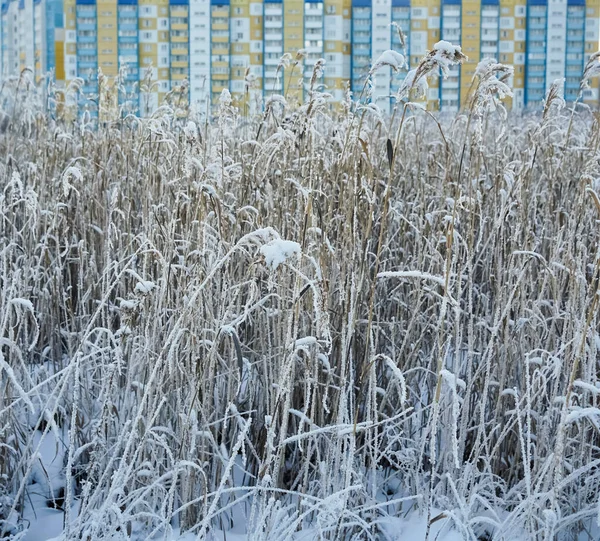 Будівлі Суха Морозна Трава Зимовому Полі Міська Сцена — стокове фото