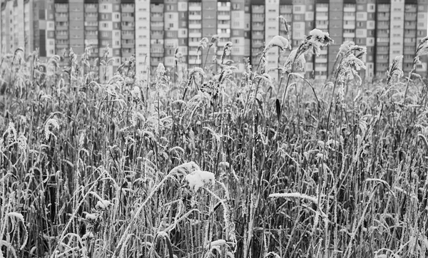 Edifici Erba Secca Ghiacciata Nel Campo Invernale Scena Urbana — Foto Stock