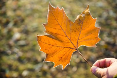 Erkek El, üzerinde don olan dev bir akçaağaç yaprağı tutuyor..