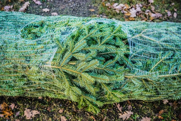 Χριστουγεννιάτικο Δέντρο Συσκευασμένο Για Εύκολη Μεταφορά Ένα Δίχτυ Προετοιμασία Για — Φωτογραφία Αρχείου