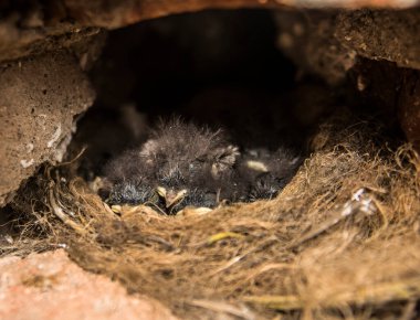Yuvadaki yavru kuşlar, yaklaşın.