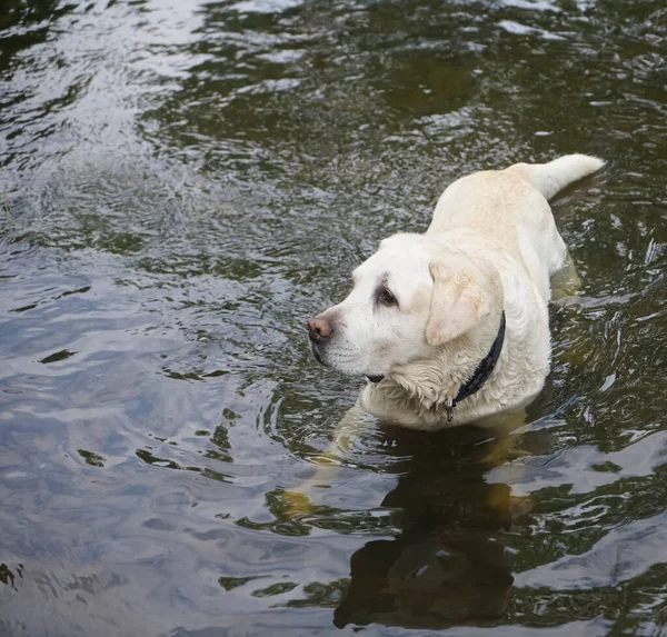 Portrait White Akbash Dog Standing Water Pond — Stock Photo, Image