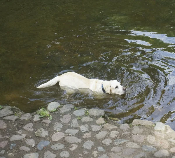 Portrait Swimming White Dog Dog Standing Water Pond Vilnius Lithuania — Stock Photo, Image