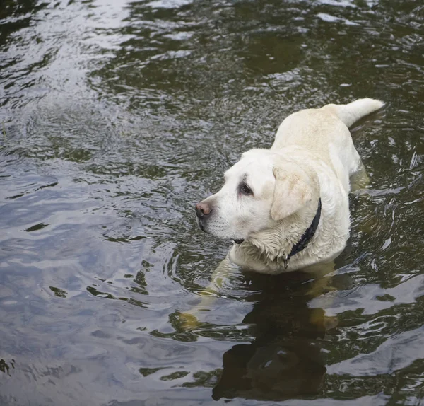 Portrait White Akbash Dog Standing Water Pond — Stock Photo, Image