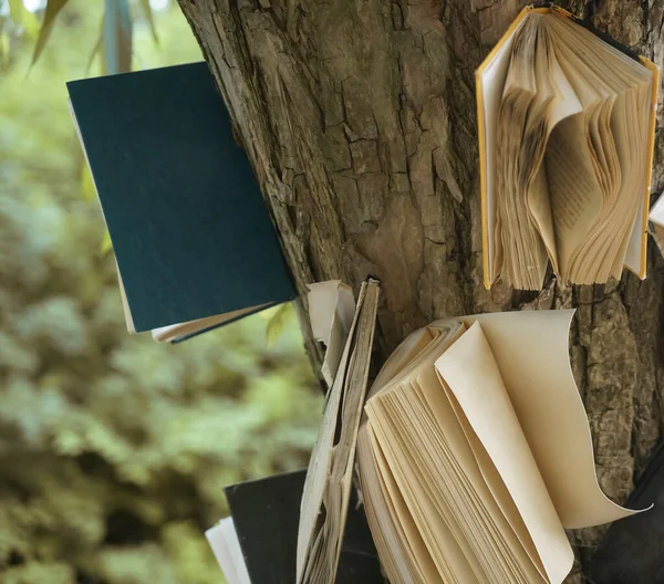 Open clean empty books hanging on tree trunk. Background texture bark tree in spring nature forest. Turn pages freespace sunlight. recycling idea
