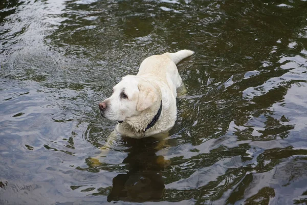 Portrait White Akbash Dog Standing Water Pond — Stock Photo, Image