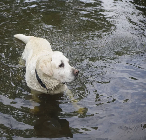 Portrait White Akbash Dog Standing Water Pond — Stock Photo, Image