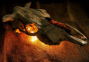 Buffalo Öküz Kafatası bir çelenk tarafından yakıldı. Çuval bezi arkaplanı.