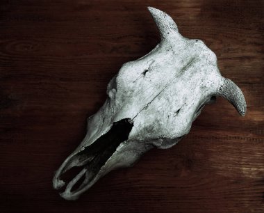 Bir boğanın kafatası. Tahta doku. Eski tarz. Yaşlı tahta üzerinde bufalo kafatası