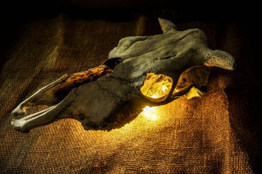 Buffalo Öküz Kafatası bir çelenk tarafından yakıldı. Çuval bezi arkaplanı.