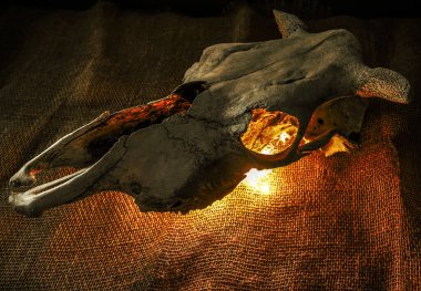 Buffalo Öküz Kafatası bir çelenk tarafından yakıldı. Çuval bezi arkaplanı.