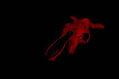 Buffalo Ox Skull in red Light on black background. horror style. clipart