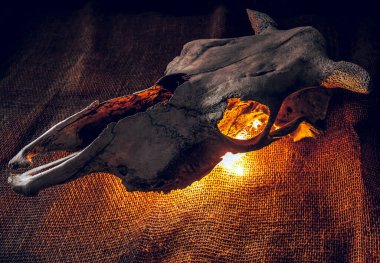 Buffalo Öküz Kafatası bir çelenk tarafından yakıldı. Çuval bezi arkaplanı.