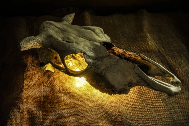 Buffalo Öküz Kafatası bir çelenk tarafından yakıldı. Çuval bezi arkaplanı.