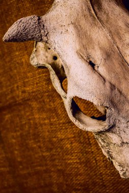 Boğa ya da inek kafatası. Görüntüyü kapat. Çuval bezi arka planı. Yazı için boş kopyalama alanı.