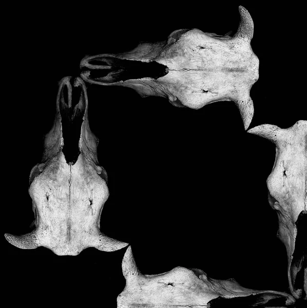 用四个公牛骷髅制成的空框架 用黑色背景隔开 复古风格 水牛干裂了头骨 — 图库照片