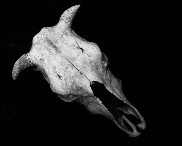 Skull Bull Isolated Black Background Vintage Style Buffalo Dried Cracked — Stock Photo, Image