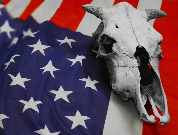 Old Cow Skull Lie Flag United States America — Stock Photo, Image
