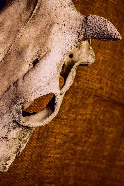 牛或牛的老骷髅 关闭图像 麻布背景 供登记用的空复制空间 — 图库照片