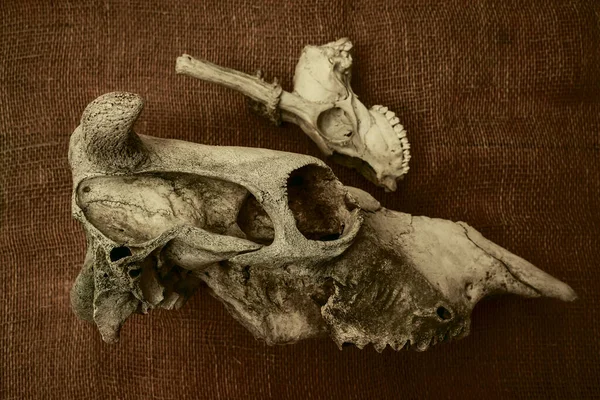Nek Roe Geyiği Capreolus Capreolus Memeli Kafatası Boynuzları Çuval Bezi — Stok fotoğraf