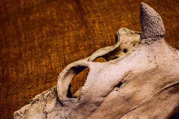 Old Skull Bull Cow Close Image Sackcloth Background Empty Copy — Stock Photo, Image