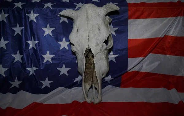 Caveira Vaca Velha Bandeira Dos Estados Unidos América Bandeira Dos — Fotografia de Stock