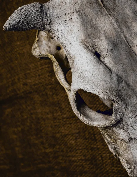 Old Skull Bull Cow Close Image Sackcloth Background Empty Copy — Stock Photo, Image