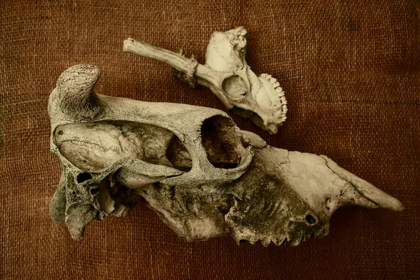 Cow Roe Deer Capreolus Capreolus Mammal Skulls Horns Sackcloth Background — Stock Photo, Image