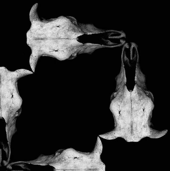 黒い背景に隔絶された4つの頭蓋骨から作られた空のフレーム ヴィンテージスタイル バッファロードライ クラックされた頭蓋骨 — ストック写真