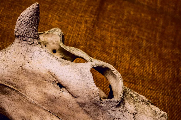 Stará Lebka Býka Nebo Krávy Zavřít Obrázek Žíněné Pozadí Prázdné — Stock fotografie