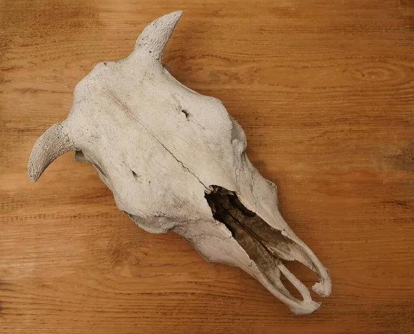 雄牛の頭蓋骨 木の質感 ヴィンテージスタイル 古い木の板の上の水牛の頭蓋骨 — ストック写真